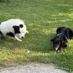 Peludiños Mascotas – Guardería Canina en San Cayetano