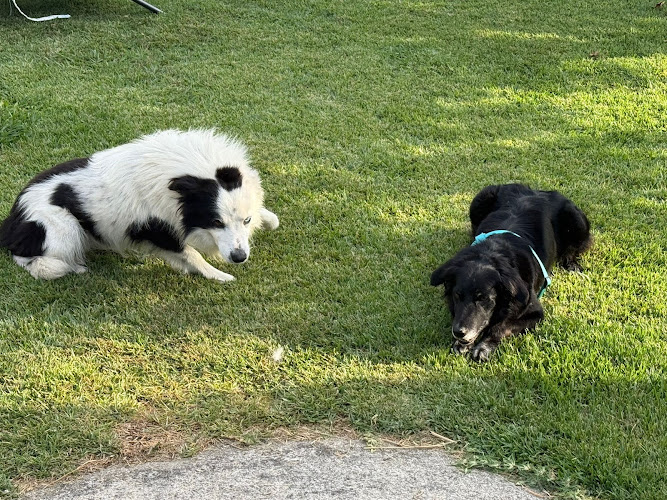 Negocio Peludiños Mascotas