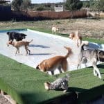 Peludos Al Agua – Guardería Canina en Tres Cantos