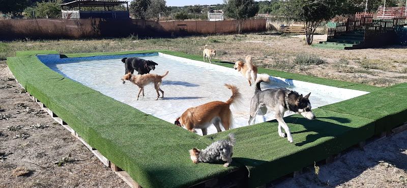 Peludos Al Agua