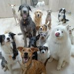 Peludos Guarderia Canina – Guardería Canina en Salamanca
