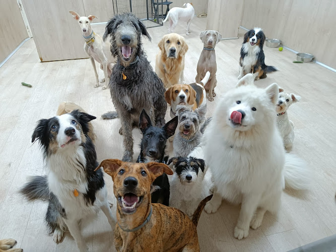 Negocio Peludos Guarderia Canina