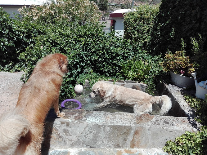 Negocio Peludos - Residencia Canina Y Felina