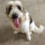 Peluquería Guardería Canina Peluchitos – Guardería Canina en Churra