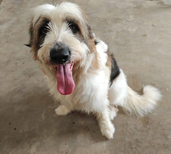 Negocio Peluquería Guardería Canina Peluchitos