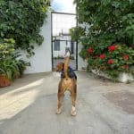 Peluquería Y Guardería Canina Talento – Guardería Canina en Telde