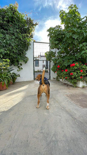 Negocio Peluquería Y Guardería Canina Talento
