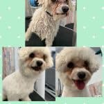 Pelutxok – Guardería Canina en Bilbao