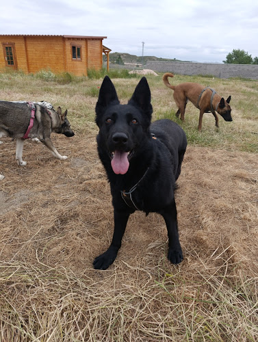 Negocio Perra Vida Residencia Canina