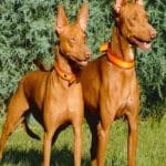Perrera Fernandez – Guardería Canina en Taberno