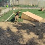 Perrisimos – Guardería Canina en Fregenal de la Sierra
