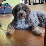 Perro De Agua Español De Almeraya – Guardería Canina en Almería
