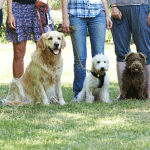 Perro Sano – Guardería Canina en Sant Martí