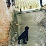 Perrobueno Sl. Madrid Centro.guardería Canina. – Guardería Canina en Navalcarnero