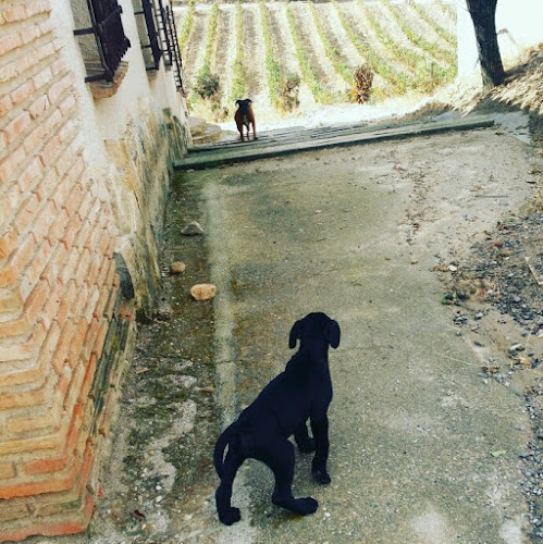 Negocio Perrobueno Sl. Madrid Centro.guardería Canina.