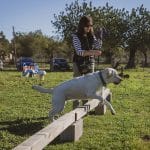 Perrocador – Guardería Canina en Bunyola