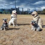 Perros&Cia – Guardería Canina en Sant Martí