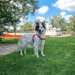 Perrosxpert Adiestramiento Canino – Guardería Canina en Palma