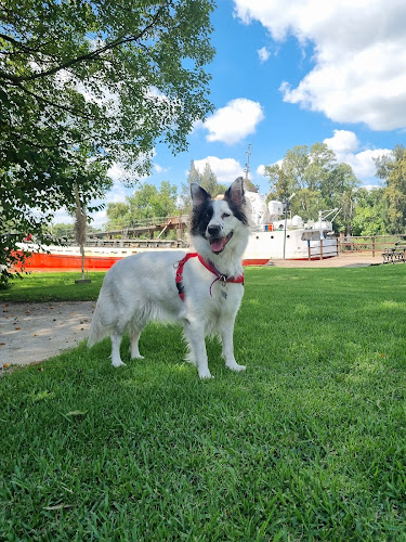 Negocio Perrosxpert Adiestramiento Canino