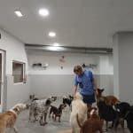 Perroteca Xixón – Guardería Canina en Gijón