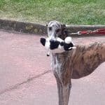 Pet House – Guardería Canina en Santander
