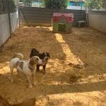 Pet Jilton Club – Guardería Canina en Bollullos de la Mitación