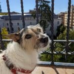 Pet Sitter Madrid – Guardería Canina en Chamberí
