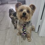 Petcenterleal – Guardería Canina en Tetuán