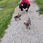 Petpeluches – Guardería Canina en Santander