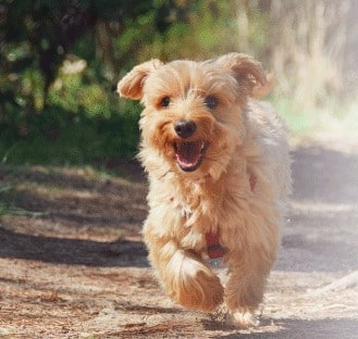 Negocio Pet's Kangoo