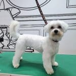 Ponmeguapo – Guardería Canina en Jaén