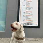 Pozikan – Guardería Canina en Salburua
