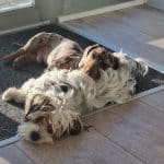 Preppy Dog – Guardería Canina en León