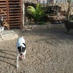 Proanican – Guardería Canina en Santa Cruz de Tenerife