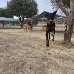 Psico-Kan – Guardería Canina en Alicante