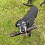 Punto De Recogida Finca Mazasti Residencia Canina – Guardería Canina en Moncloa - Aravaca