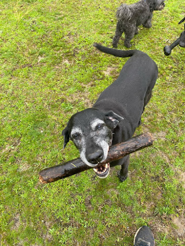 Negocio Punto De Recogida Finca Mazasti Residencia Canina