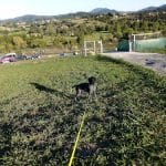 Quincocan – Guardería Canina en Mungia