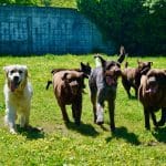 Ramalladas – Guardería Canina en Vigo