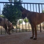 Residencia Ana De Perros Y Gatos – Guardería Canina en Orpesa