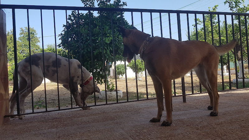 Negocio Residencia Ana De Perros Y Gatos