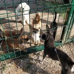 Residencia Can Ninos – Guardería Canina en Caldes de Montbui
