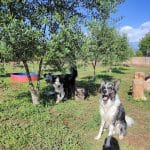 Residencia Can Pluto – Guardería Canina en Constantí