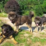 Residencia Canina Amarok – Guardería Canina en Trazo
