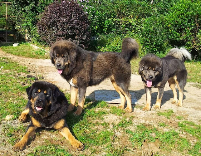 Negocio Residencia Canina Amarok