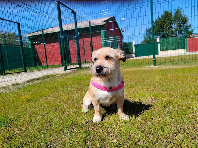 Negocio Residencia Canina Amigos De Nico