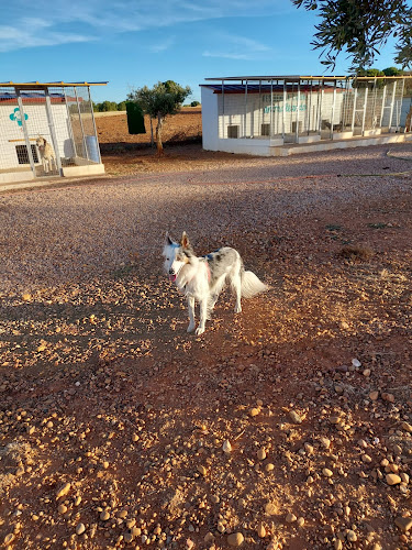 Residencia Canina Animaleando