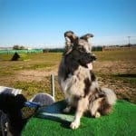 Residencia Canina Asuncan – Guardería Canina en Madrid