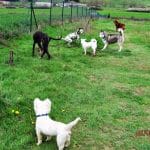 Residencia Canina Basajaun – Guardería Canina en Arbizu