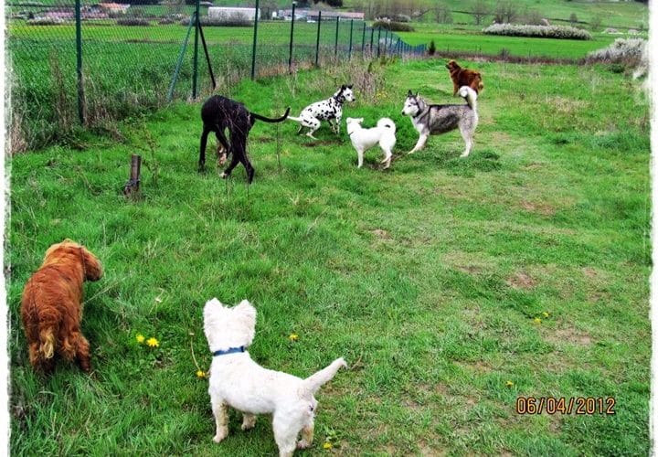 Negocio Residencia Canina Basajaun